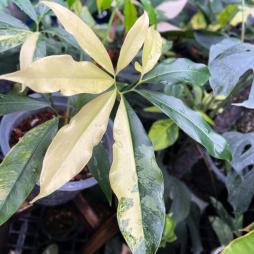 Philodendron Goeldii Variegated