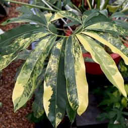 Philodendron Goeldii Variegated