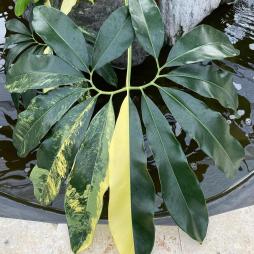 Philodendron Goeldii Variegated