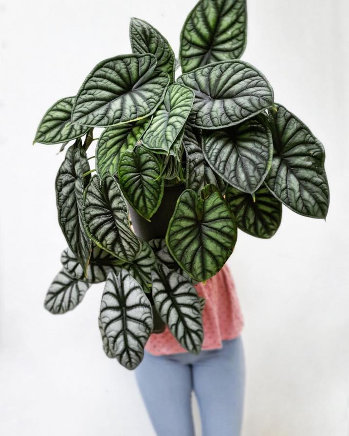Alocasia Sliver Dragon