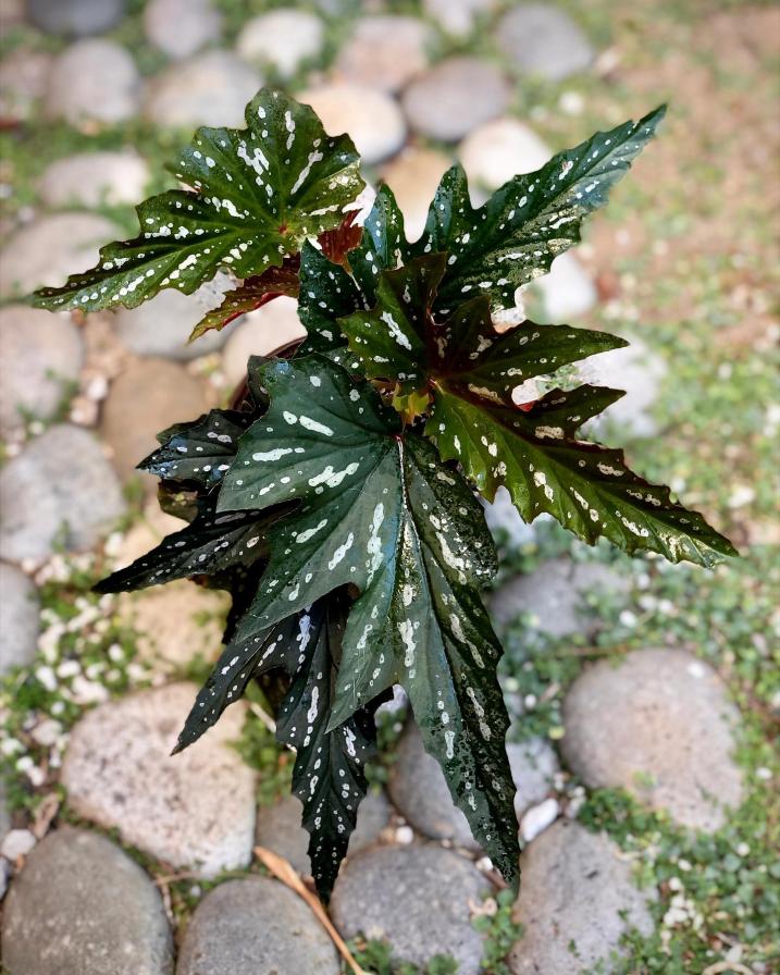 Begonia Sophie Cecile