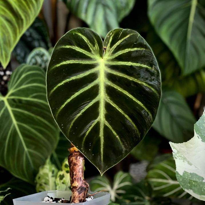 Philodendron Luxurians