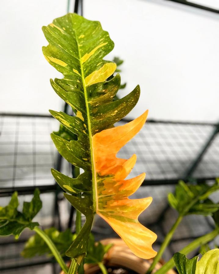 Philodendron Ring of Fire