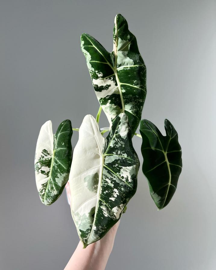 Alocasia Frydek Variegata