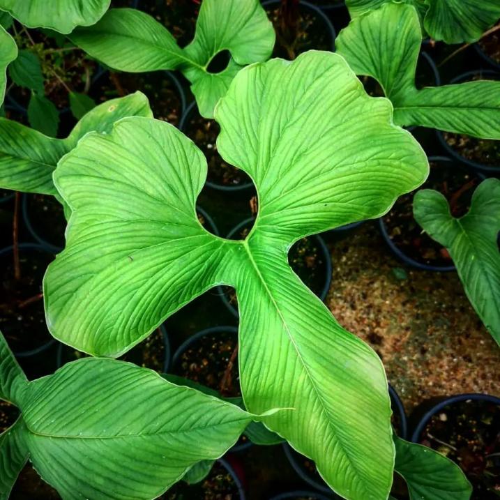 Anthurium Draconopterum