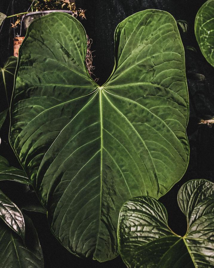 Anthurium Marmoratum