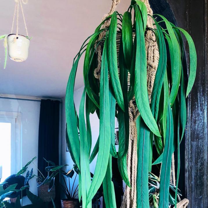 Anthurium Vittarifolium
