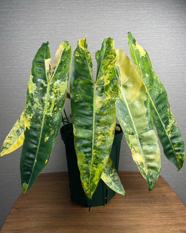 Philodendron Billietiae Variegata