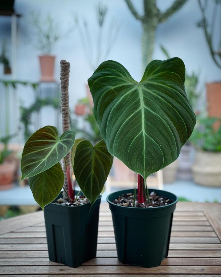 Philodendron EI choco red
