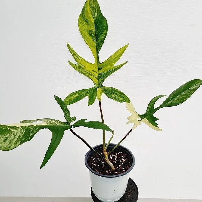 Philodendron Florida Beauty