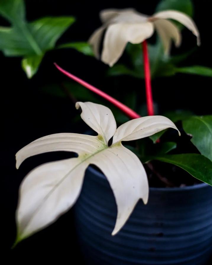 Philodendron Florida Ghost