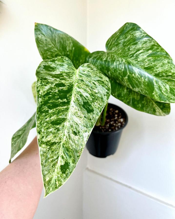 Philodendron Giganteum Blizzard