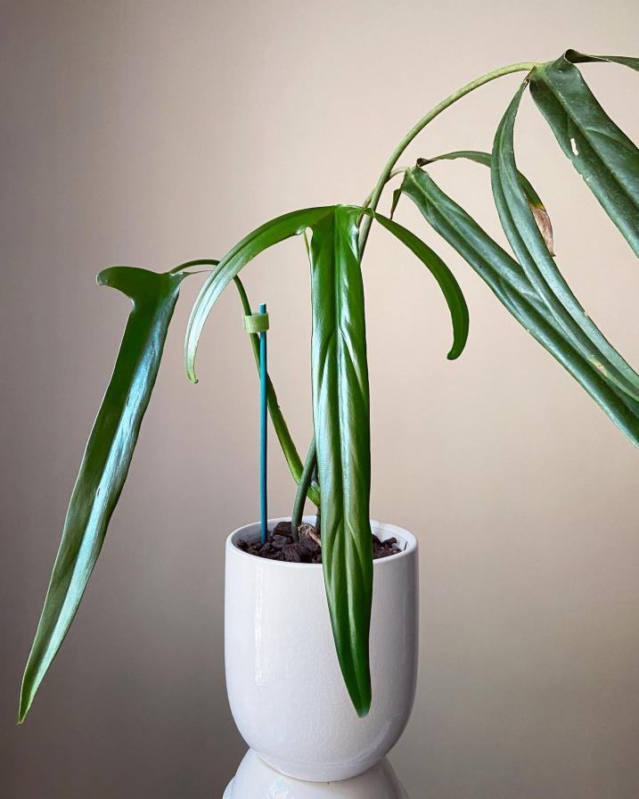 Philodendron Holtonianum