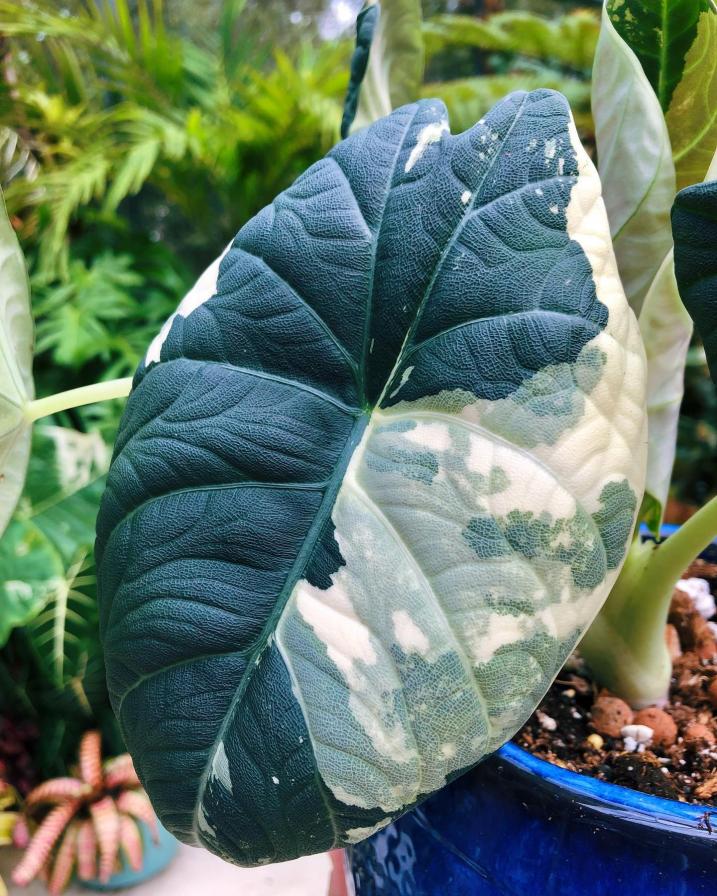 Alocasia Maharani Variegated