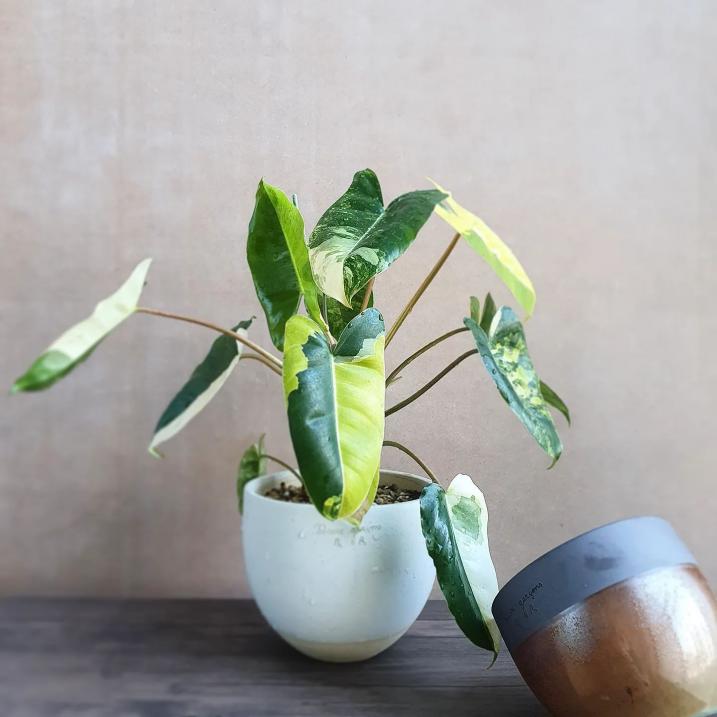 Philodendron Burle Marxii Variegated