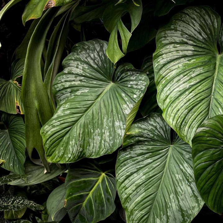 Philodendron Mamei