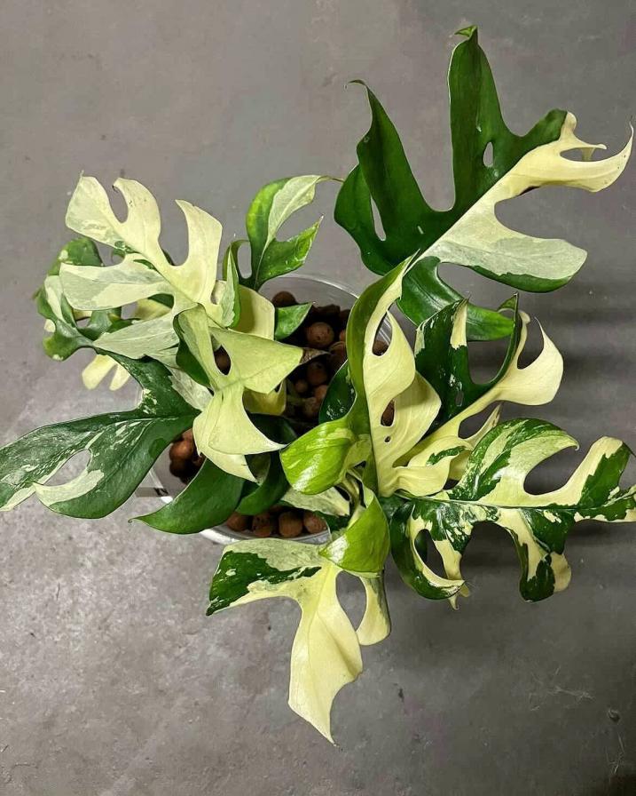Raphidophora Tetrasperma Variegated