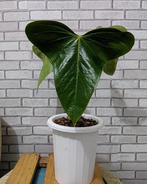 Anthurium Subsignatum