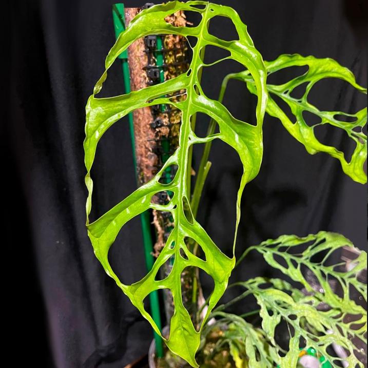 Monstera Obliqua Peru