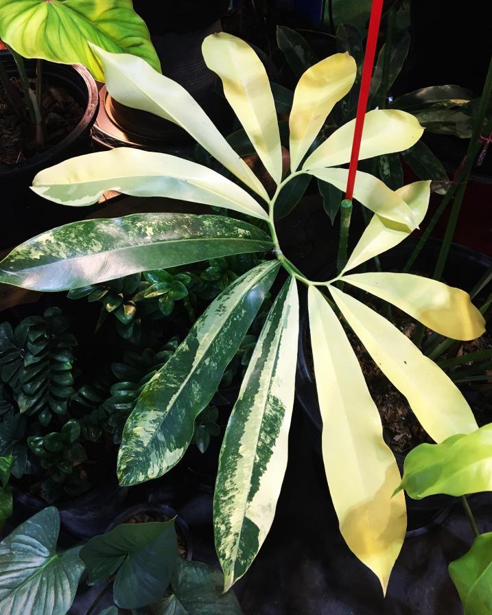 Philodendron Goeldii Variegated