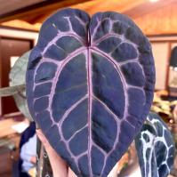 anthurium zara