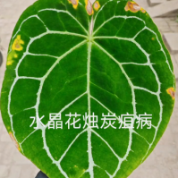 炭疽病